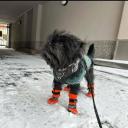 Affenpinscher in winters