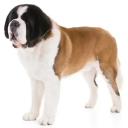 Saint Bernard Dog Breed