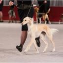 Saluki in dog show