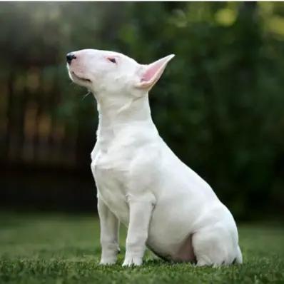 How to Train a Dog to Sit: A Step-by-Step Guide Image