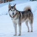 Alaskan Malamute Dog