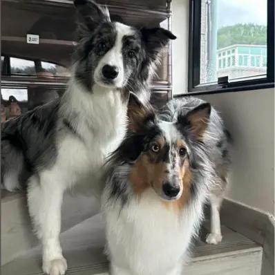 Border Sheepdog Image