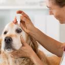 Dog Eye Health Issues