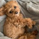 Yorkipoo Photo