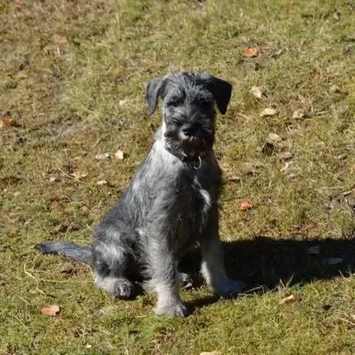 Standard Schnauzer Image