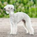 Bedlington Terrier Dog Breed