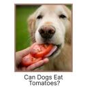 Can Dogs Eat Tomatoes-3