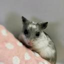 Chinese Hamster-1