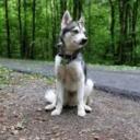 Alaskan Klee Kai Dog Breed