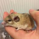 Spiny Mouse-2