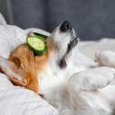 Can Dogs Eat Cucumbers-3