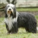 Bearded Collie Dog