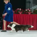 Cardigan Welsh Corgi In Dog Show