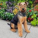 Airedale Terrier dog breed