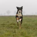 Appenzeller Sennenhund