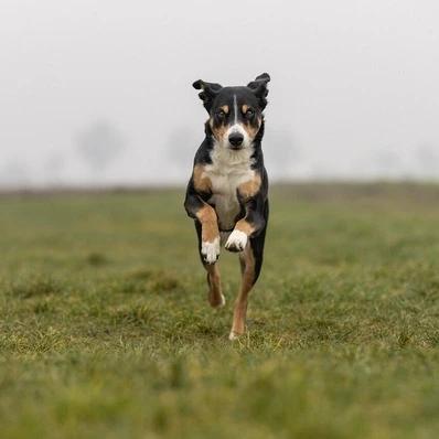 Appenzeller Sennenhund Image