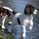 Drentsche Patrijshond Puppies