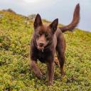 Australian Kelpie Dog