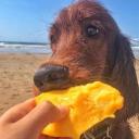 Can Dogs Eat Mango