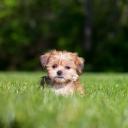 Shorkie dog photo