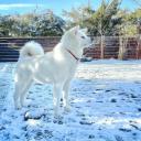 Akita Chow Mix Breed