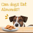 Can dogs Eat Almonds