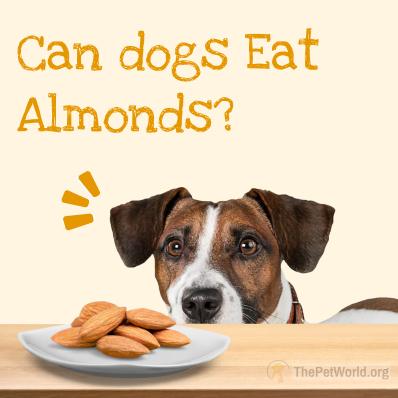 Can Dogs Eat Almonds? Image