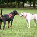 How to Leash Train a Dog-1