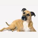 Black Mouth Cur Dog