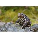 American Toad