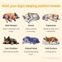 What your dog's sleeping position reveals