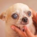 Cataracts in Dogs-3