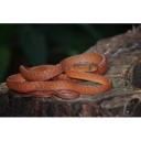 red tail boa-1