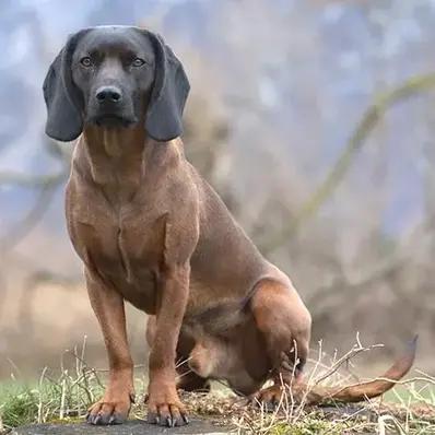 Bavarian Mountain Scent Hound Image