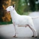 Bull Terrier Dog Breed