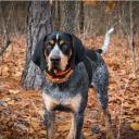 Bluetick Coonhound Dog