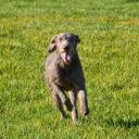 Slovakian Wirehaired Pointer