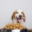 Can Dogs Eat Cashews-3