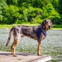 American Leopard Hound Photo