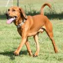 American English Coonhound Dog