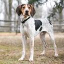 Treeing Walker Coonhound dog