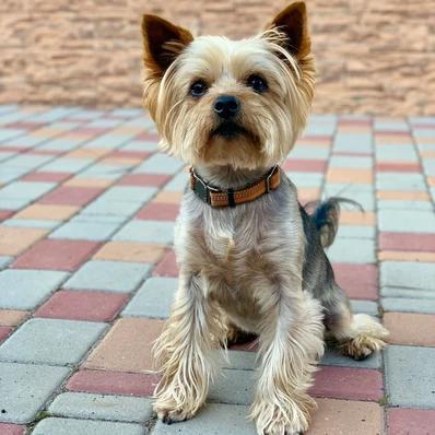 Yorkshire Terrier Image