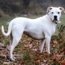 Dogo Argentino Breed