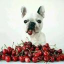 Can Dogs Eat Cherries-3