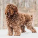 Barbet Dog