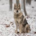 Czechoslovakian Vlcak dog