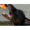 Can Dogs Eat Peaches-2