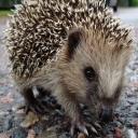 European Hedgehog-2