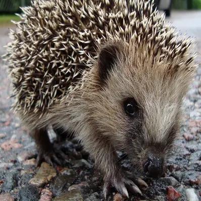European Hedgehog Image