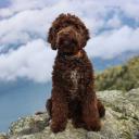 Barbet Dog Photo